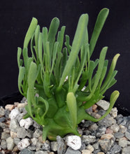Load image into Gallery viewer, Euphorbia schoenlandii