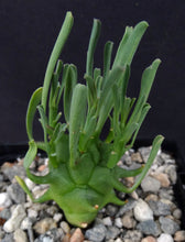 Load image into Gallery viewer, Euphorbia schoenlandii