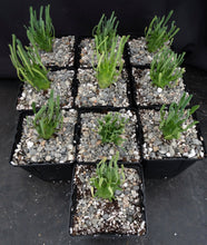 Load image into Gallery viewer, Euphorbia schoenlandii