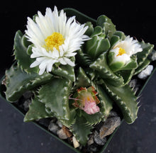 Load image into Gallery viewer, Faucaria candida