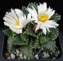 Load image into Gallery viewer, Faucaria candida