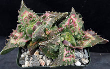 Load image into Gallery viewer, Faucaria tuberculosa 'Sato'