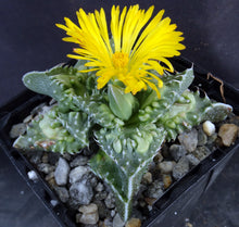Load image into Gallery viewer, Faucaria tuberculosa 'Sato'