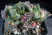 Load image into Gallery viewer, Faucaria tuberculosa 'Sato'