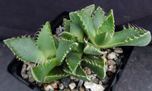 Load image into Gallery viewer, Faucaria tigrina