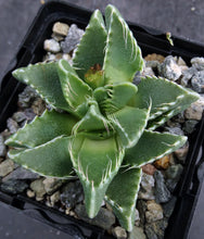 Load image into Gallery viewer, Faucaria tigrina