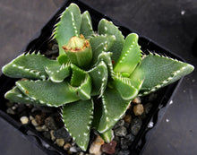 Load image into Gallery viewer, Faucaria tigrina