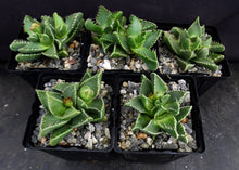 Load image into Gallery viewer, Faucaria tigrina