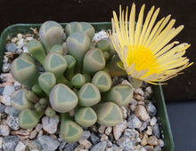 Load image into Gallery viewer, Fenestraria rhopalophylla