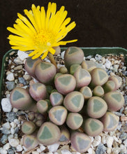 Load image into Gallery viewer, Fenestraria rhopalophylla