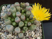 Load image into Gallery viewer, Fenestraria rhopalophylla