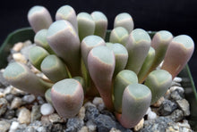 Load image into Gallery viewer, Fenestraria rhopalophylla