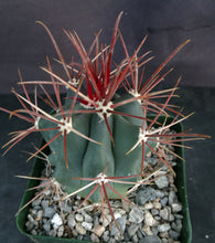 Load image into Gallery viewer, Ferocactus chrysacanthus var. rubrispinus
