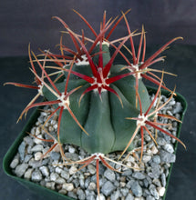 Load image into Gallery viewer, Ferocactus chrysacanthus var. rubrispinus