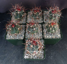 Load image into Gallery viewer, Ferocactus chrysacanthus var. rubrispinus