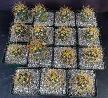 Load image into Gallery viewer, Ferocactus chrysacanthus