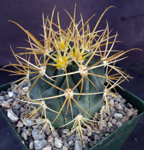Load image into Gallery viewer, Ferocactus chrysacanthus