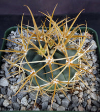 Load image into Gallery viewer, Ferocactus chrysacanthus