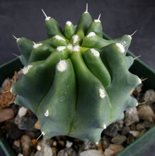 Load image into Gallery viewer, Ferocactus glaucescens v. inermis