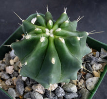 Load image into Gallery viewer, Ferocactus glaucescens v. inermis