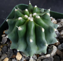 Load image into Gallery viewer, Ferocactus glaucescens v. inermis