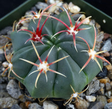 Load image into Gallery viewer, Ferocactus macrodiscus