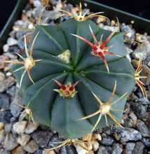 Load image into Gallery viewer, Ferocactus macrodiscus