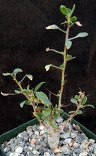 Load image into Gallery viewer, Fouquieria columnaris (Idria)