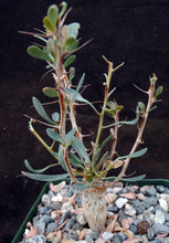 Load image into Gallery viewer, Fouquieria columnaris (Idria)