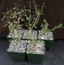 Load image into Gallery viewer, Fouquieria columnaris (Idria)