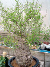 Load image into Gallery viewer, Fouquieria columnaris (Idria)