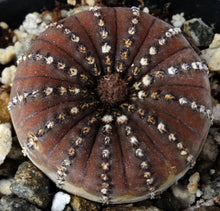 Load image into Gallery viewer, Frailea asteroides