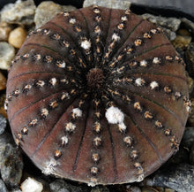 Load image into Gallery viewer, Frailea asteroides