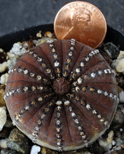 Load image into Gallery viewer, Frailea asteroides