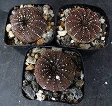 Load image into Gallery viewer, Frailea asteroides