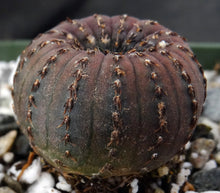 Load image into Gallery viewer, Frailea asteroides