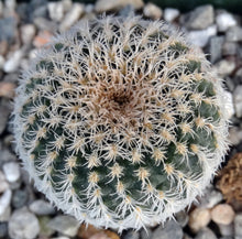 Load image into Gallery viewer, Frailea densispina *Cute miniature white cactus*