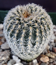 Load image into Gallery viewer, Frailea densispina *Cute miniature white cactus*