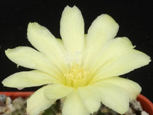 Load image into Gallery viewer, Frailea pygmaea var. gloriosa