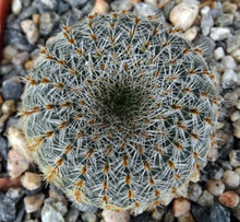 Load image into Gallery viewer, Frailea pygmaea var. gloriosa