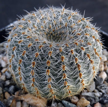 Load image into Gallery viewer, Frailea pygmaea var. gloriosa