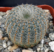 Load image into Gallery viewer, Frailea pygmaea var. gloriosa
