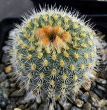 Load image into Gallery viewer, Frailea tenuissima