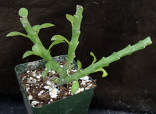 Load image into Gallery viewer, Frerea indica