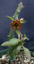 Load image into Gallery viewer, Frerea indica