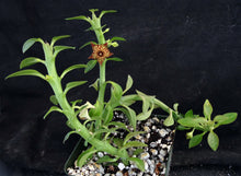 Load image into Gallery viewer, Frerea indica