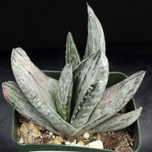 Load image into Gallery viewer, Gasteria x 'Sakura Fuji'