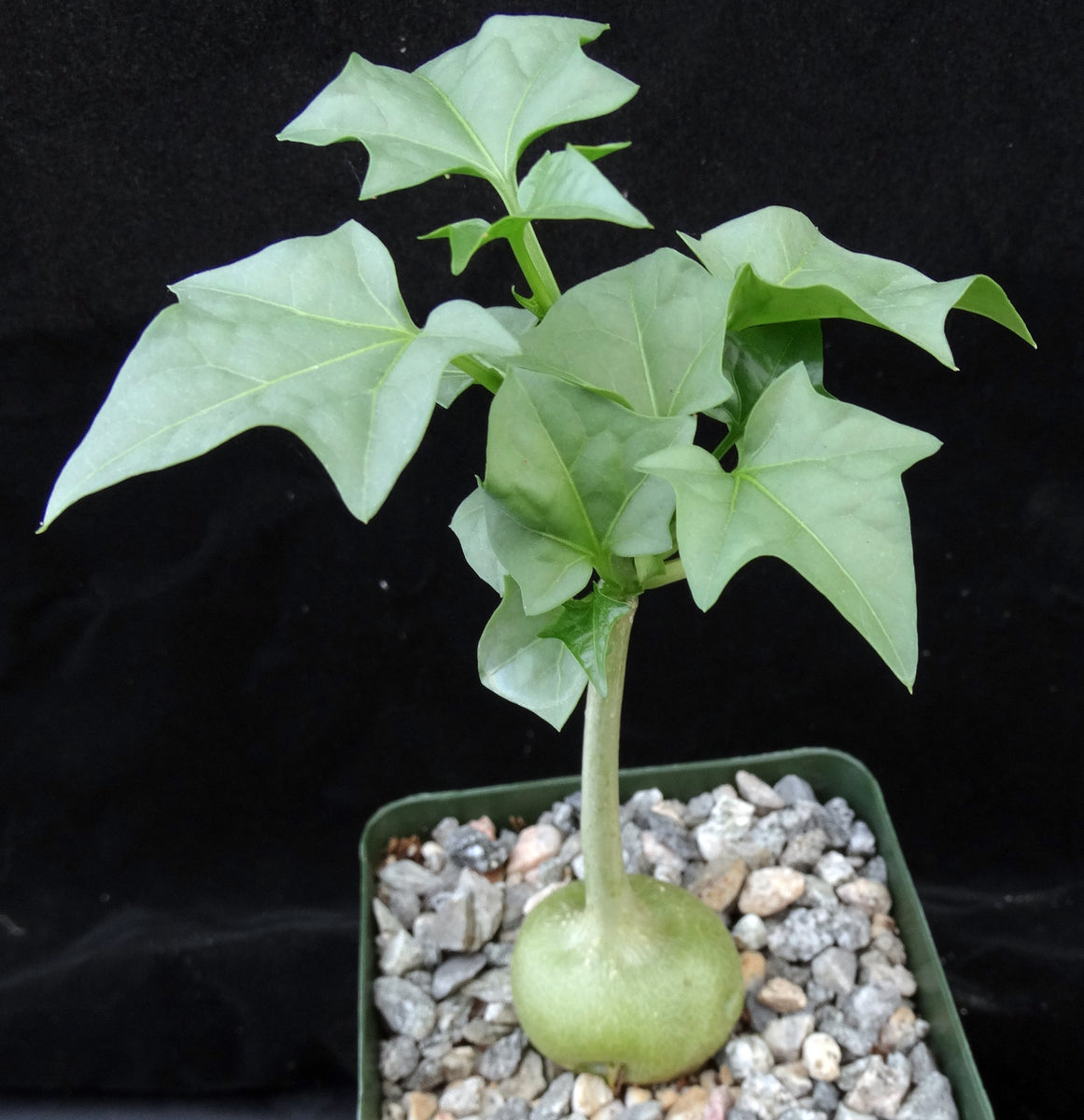 gerrardanthus macrorhizus bigfoot succulent Gerrardanthus macrorhizus – Kyle's Plants