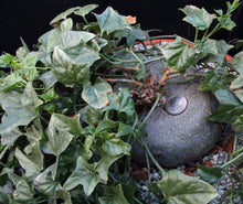 Load image into Gallery viewer, Gerrardanthus macrorhizus