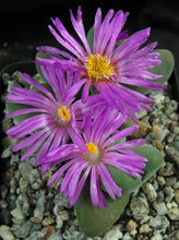 Load image into Gallery viewer, Gibbaeum dispar